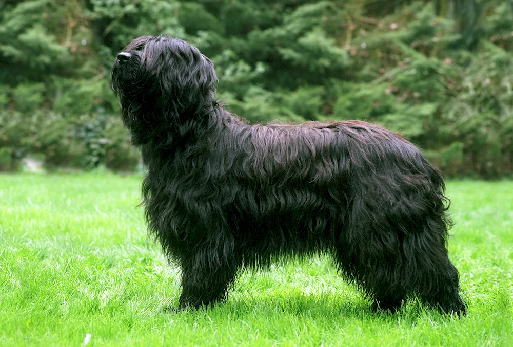 Briard Terrier