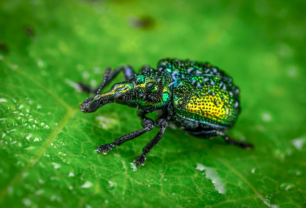 Hard-winged Ladybug