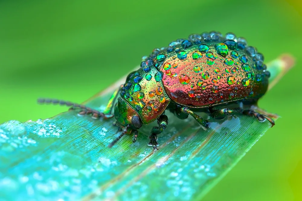 Green beetle Firefly beetle