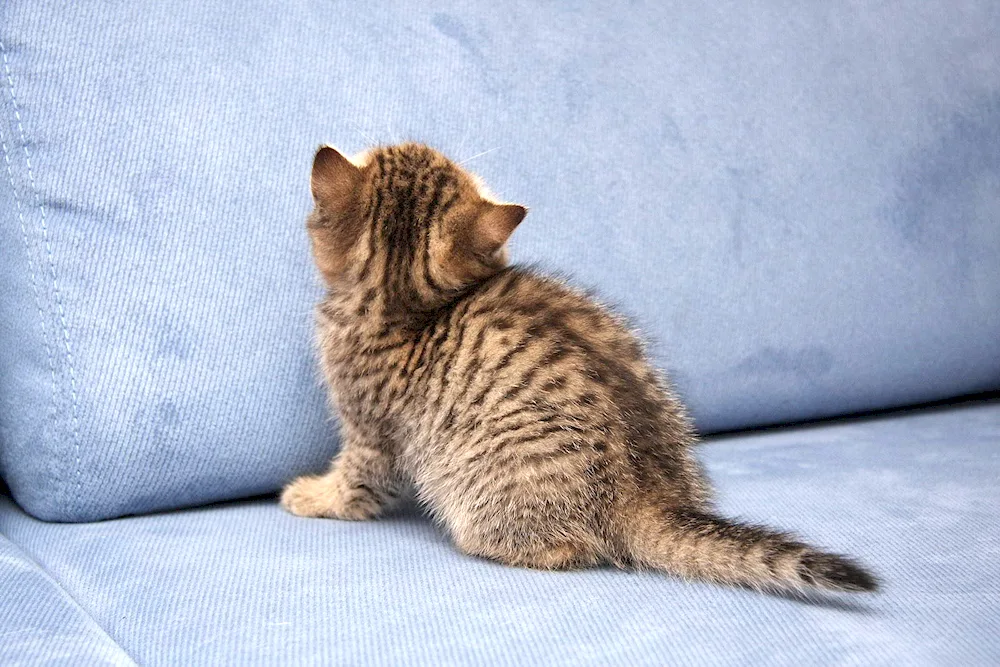 British Brown tabby