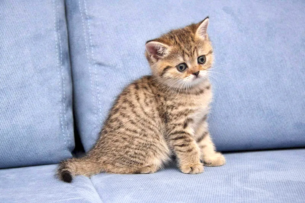 Toyger cat