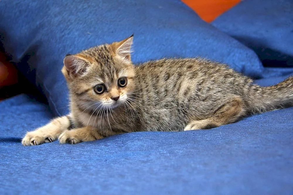 Scottish Scottish Scottish Straight tabby