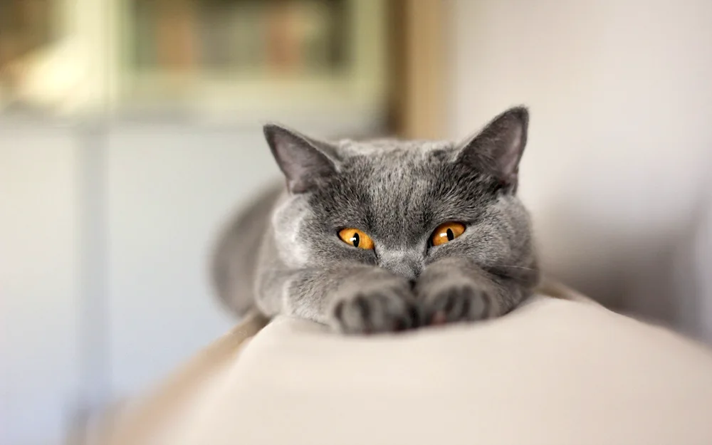 British shorthair cat