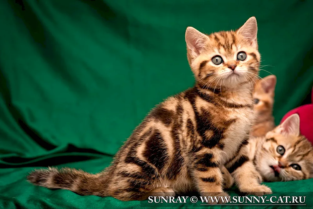 British marbled tabby golden