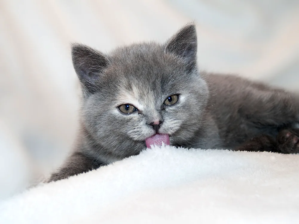 British short-haired cat black