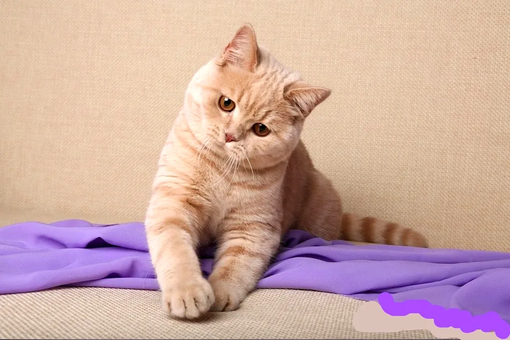 British Shorthair cat red