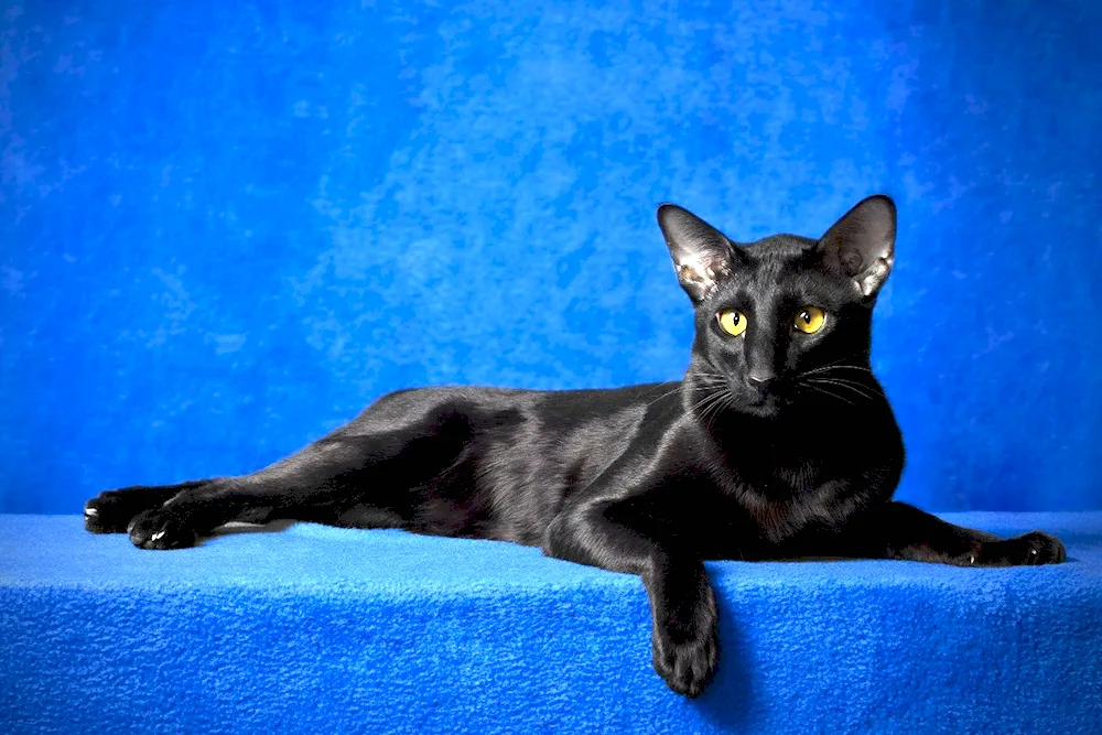 Black Oriental cat