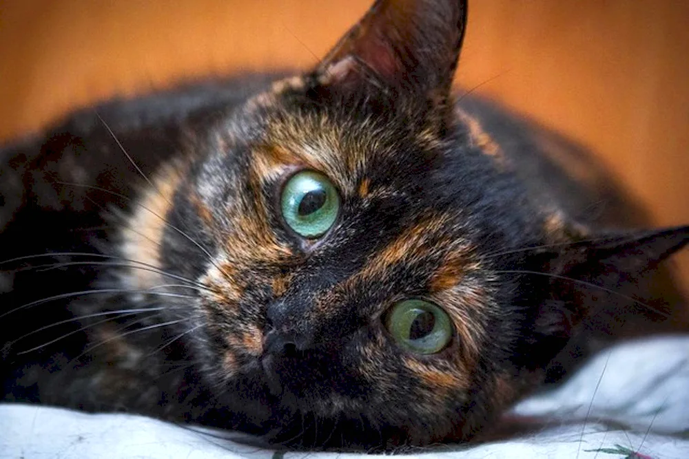 British tortoiseshell cat