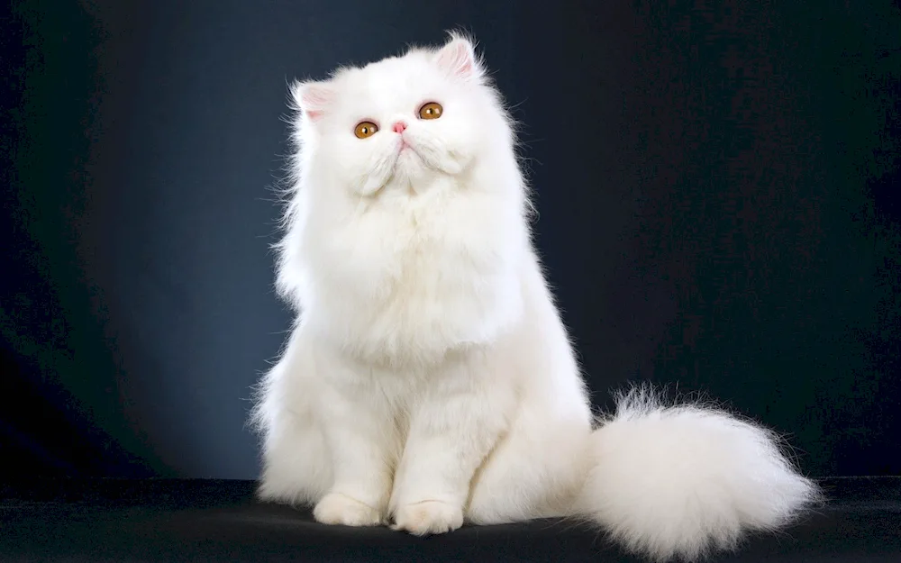 British longhair cat