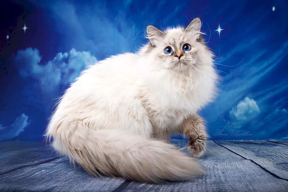 British long-haired cat