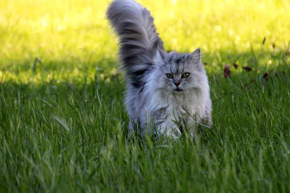 British longhair cat