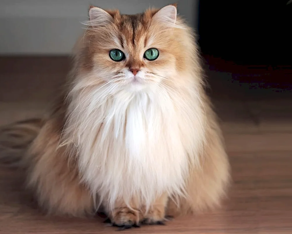 British longhair cat