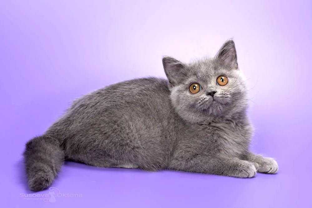 British shorthair cat small