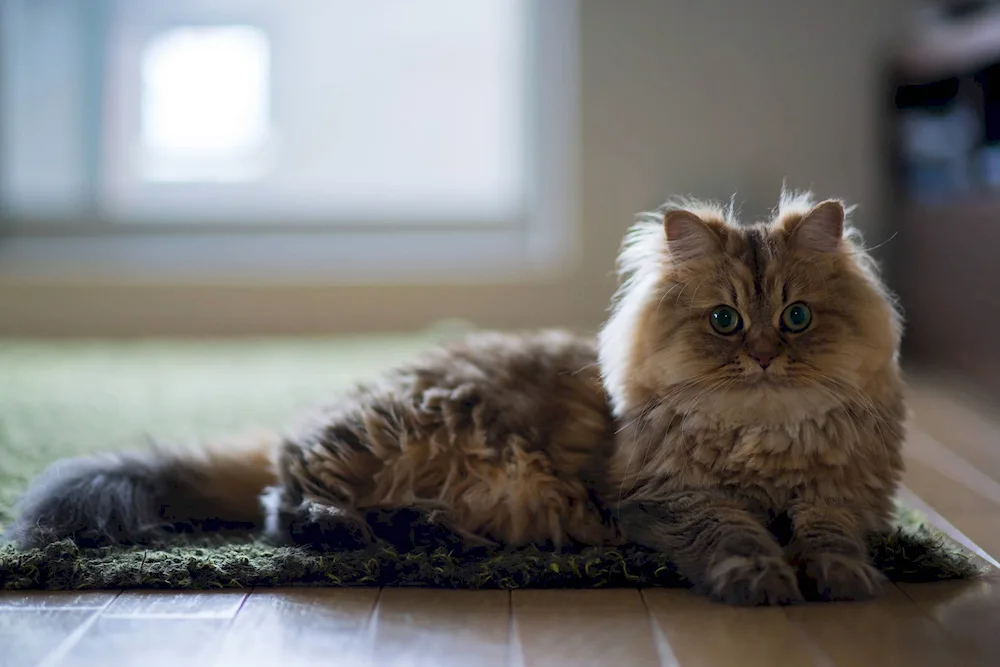 British longhair cat