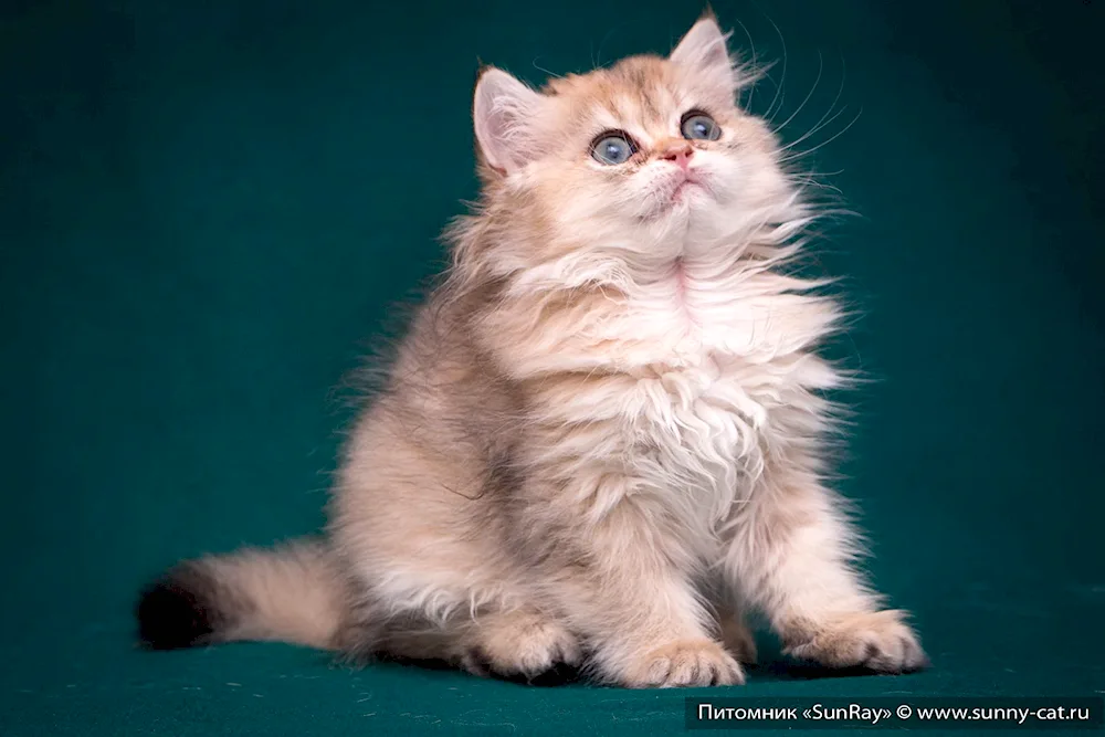 British Golden chinchilla long-haired cat