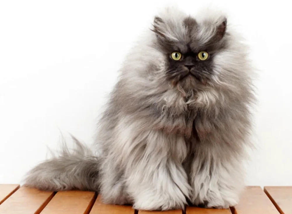 British long-haired cat Golden cat