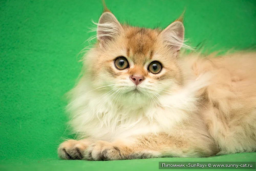 Burmilla long-haired cat Golden chinchilla