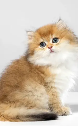 British Long-haired Chinchilla