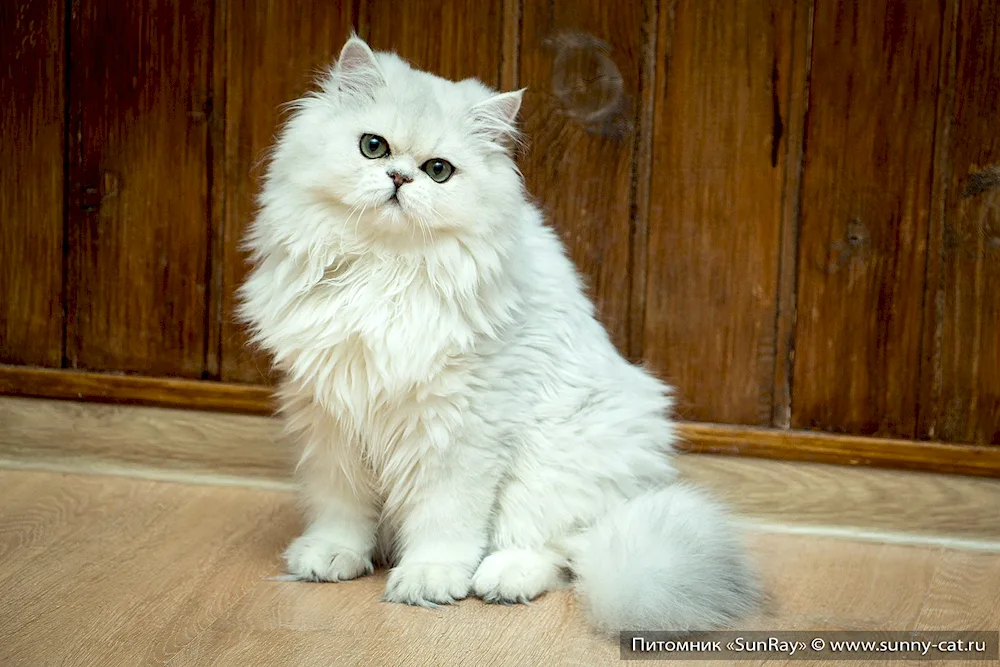 British long-haired chinchilla