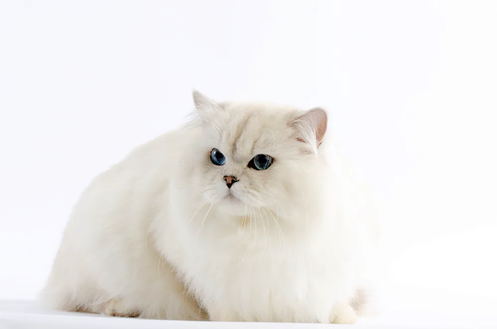 British Golden chinchilla long hair cat