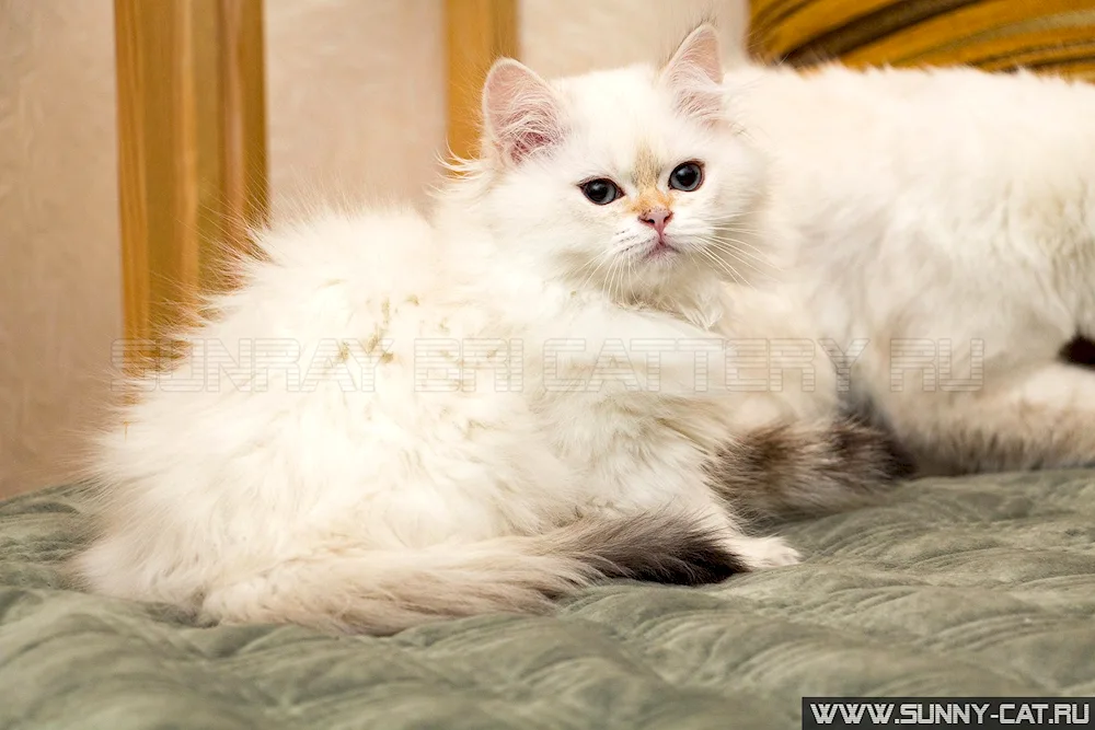 British long-haired cat