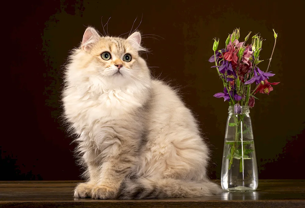 Persian chinchilla cat