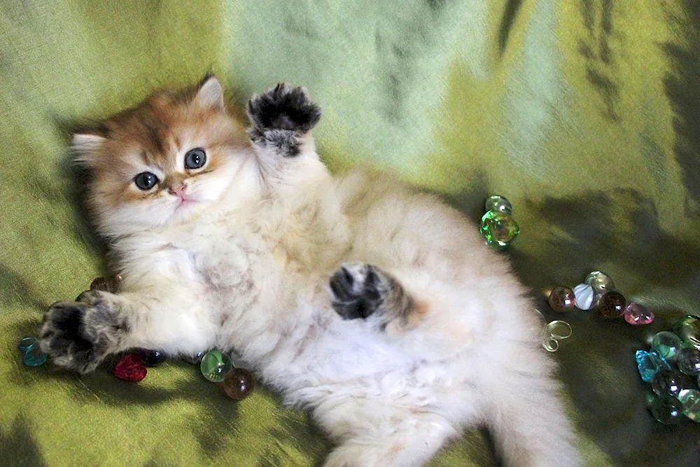 British long-haired cat Golden chinchilla