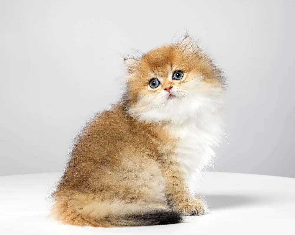 British longhair chinchilla