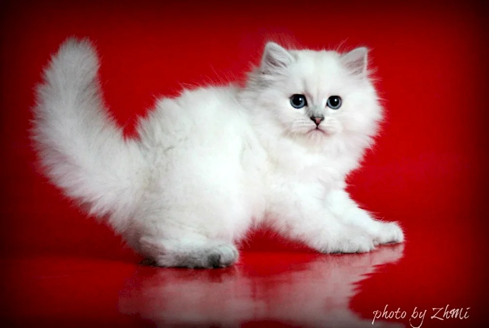 British long-haired cat