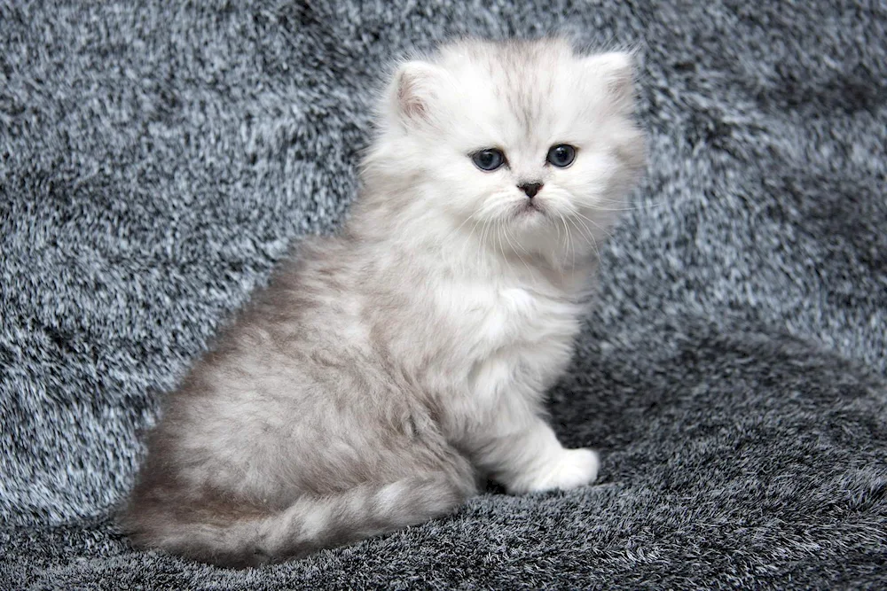 British Golden chinchilla