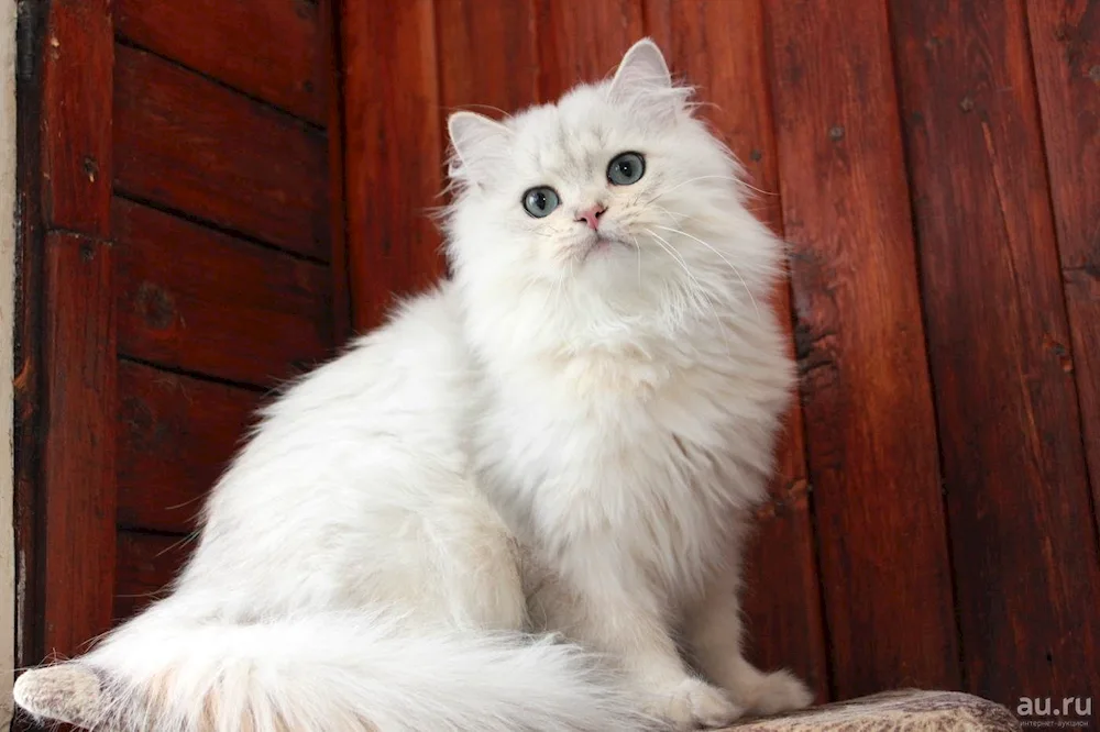 British long-haired chinchilla