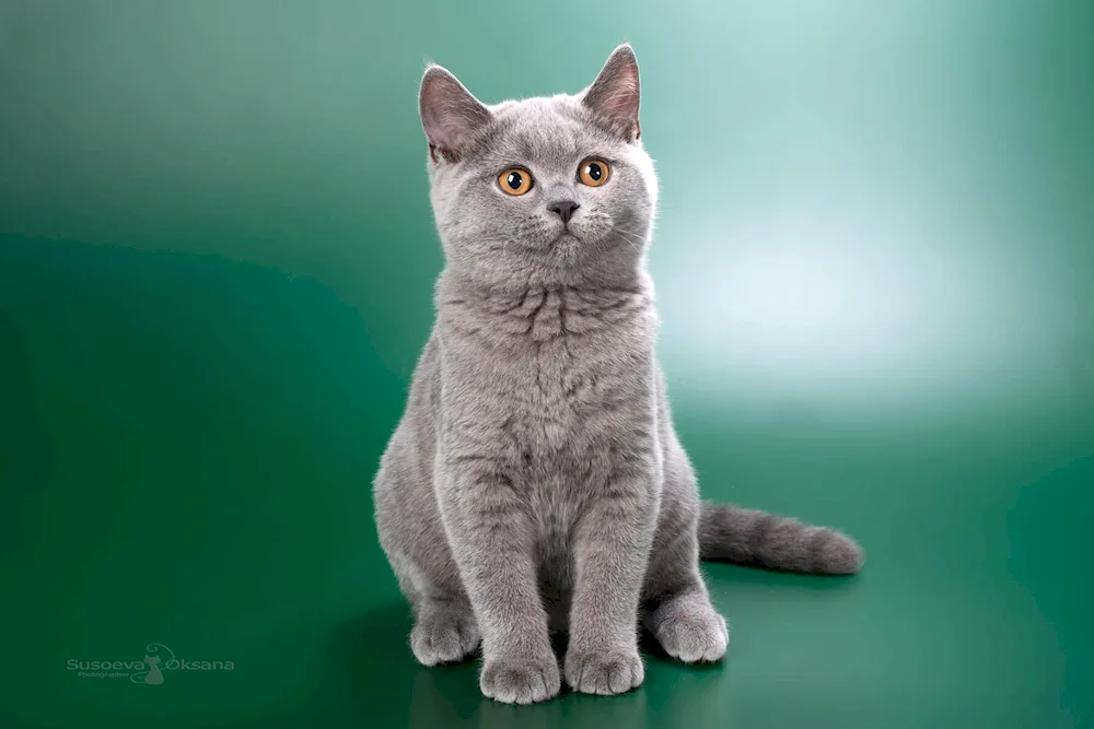 British shorthair cat