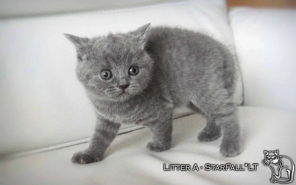 British and Scottish lop cat mix