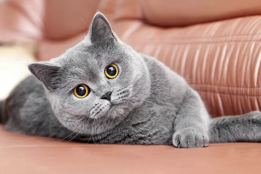 Scottish blue tabby kittens