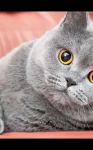 British shorthair cat