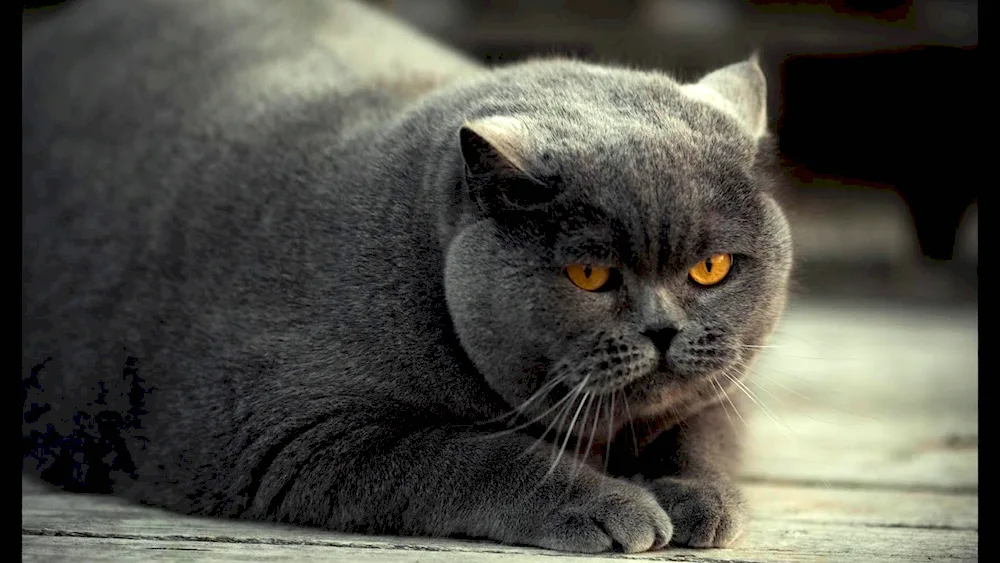 Scottish lop cat