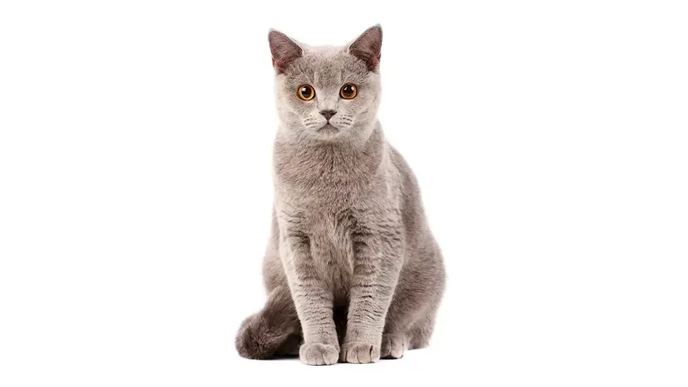 British shorthair cat