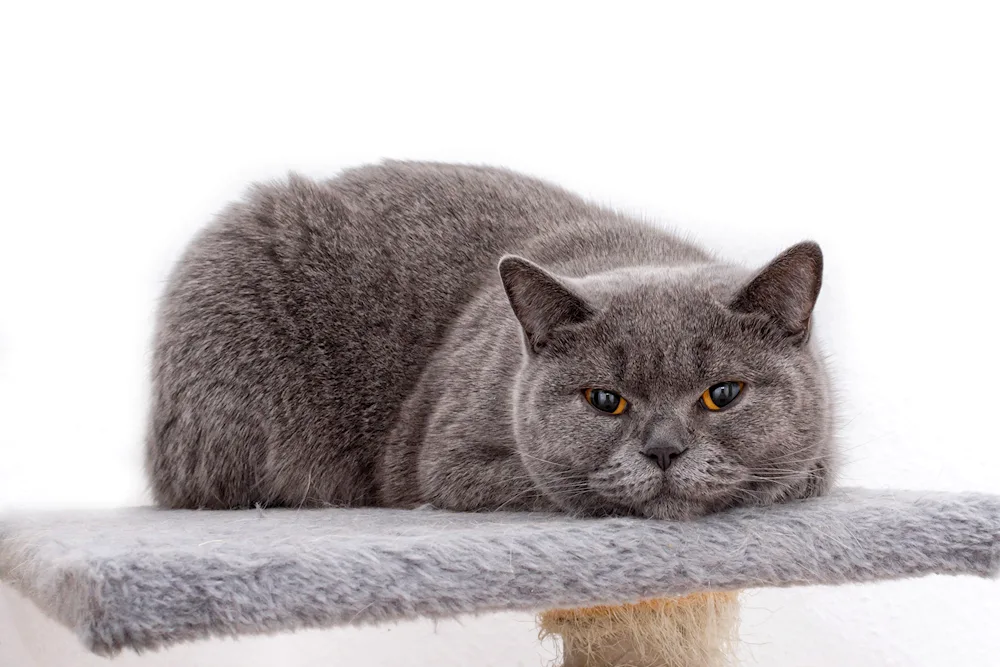 British shorthair cat