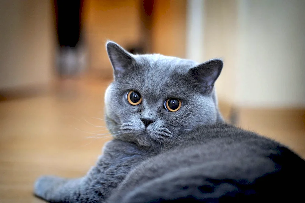 British shorthair cat