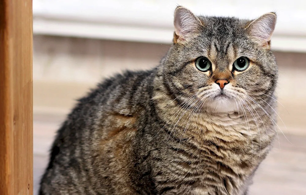 British Shorthair cat