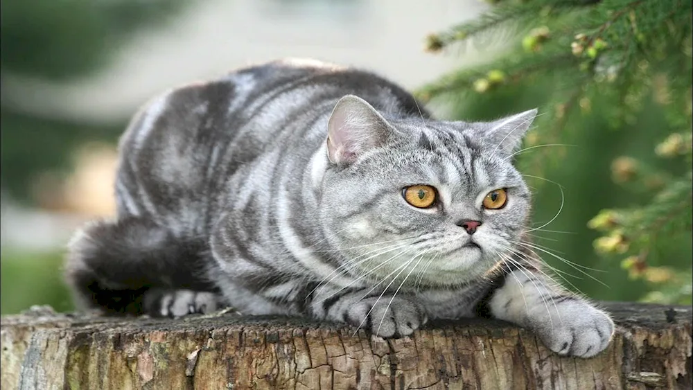 British Shorthair cat