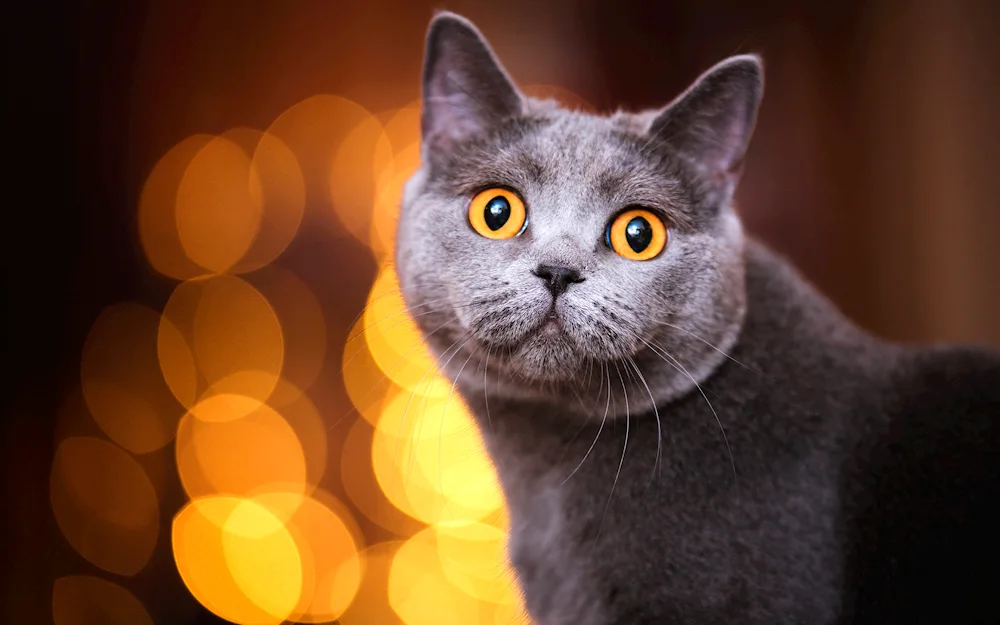 British shorthair cat