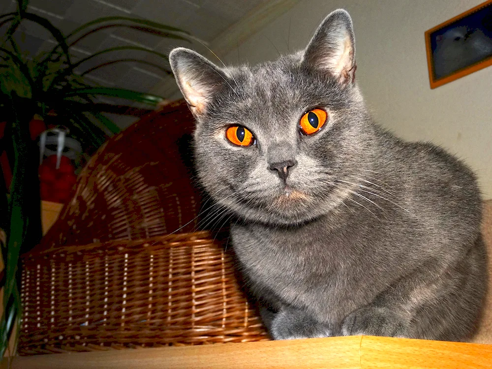 British shorthair cat