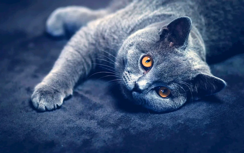 Blue British cat cat