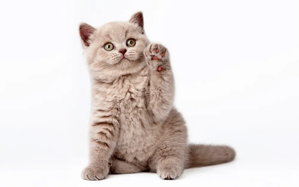 British shorthair cat