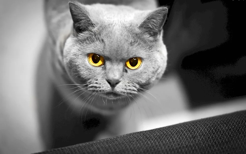 British cat. Shorthair cat