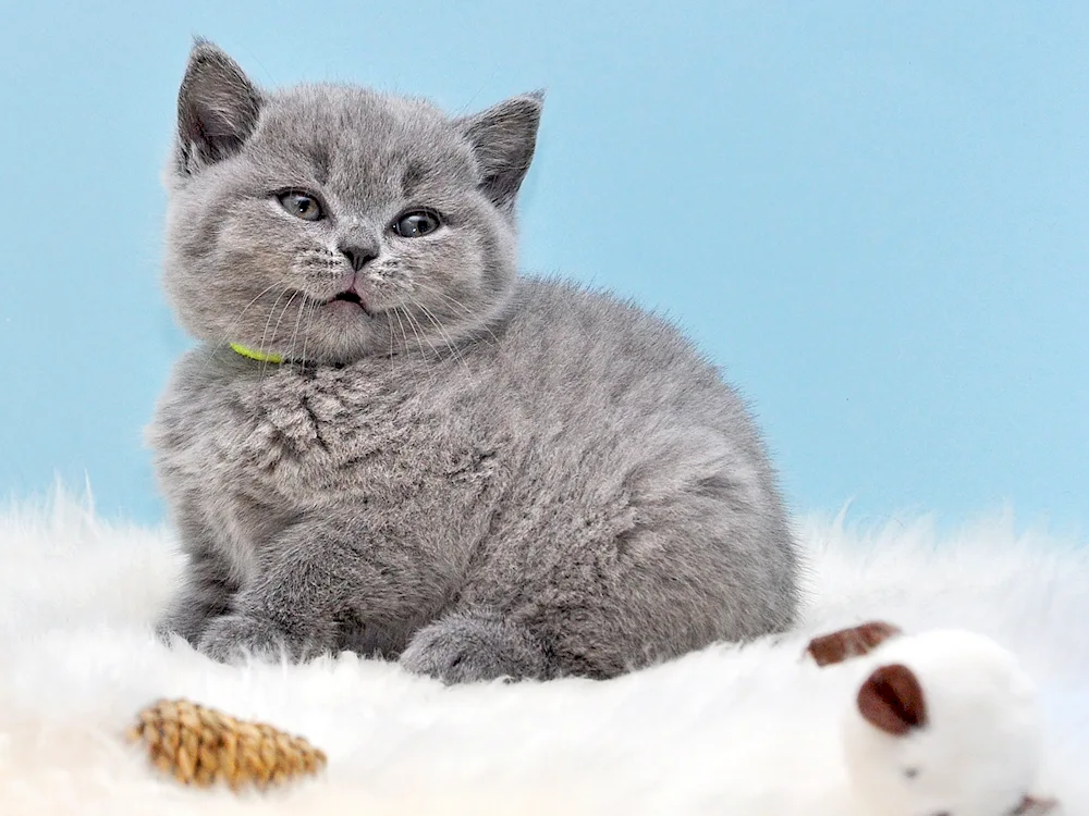 British shorthair cat