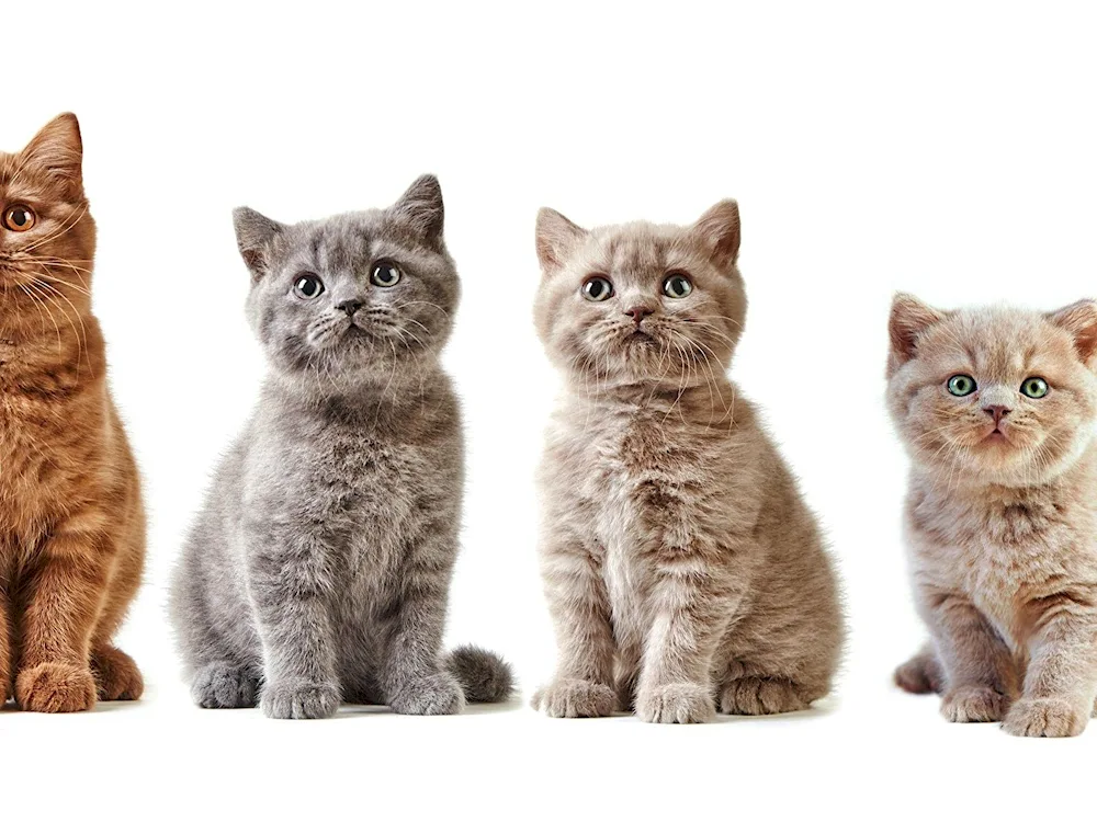 Siberian longhair cat