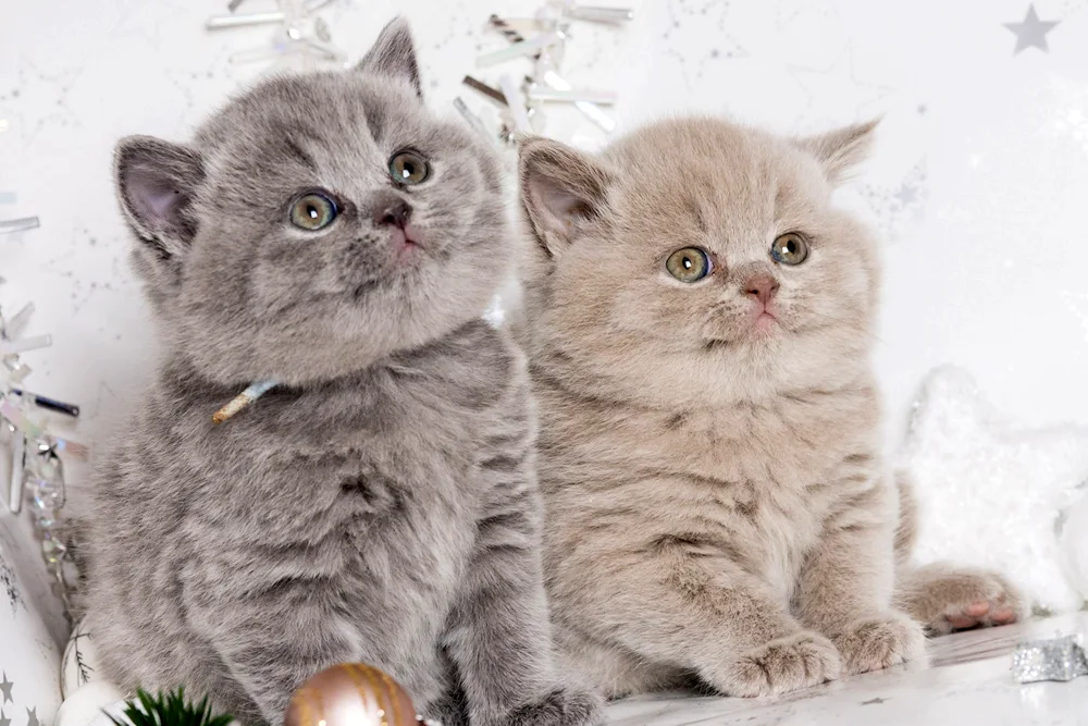 British shorthair cat