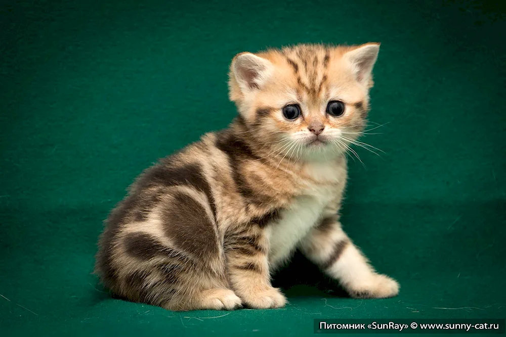 British marbled tabby